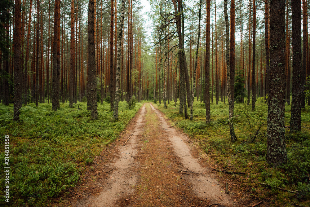 Walkway Lane Path With Green Trees in Forest. Beautiful Alley In Park. Pathway Way Through Dark Forest