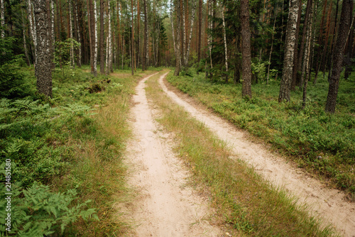 Walkway Lane Path With Green Trees in Forest. Beautiful Alley In Park. Pathway Way Through Dark Forest