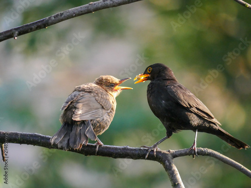 Canvas Print Feeding time