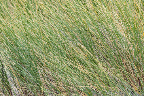 Lush green sea grass with a shallow depth of field
