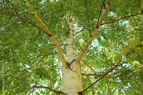 Beautiful tall birch. View from bottom to top. Close-up. Background.