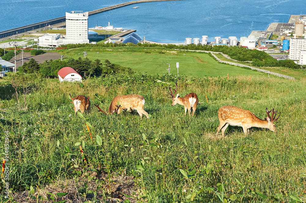 北海道 エゾシカの群れと稚内の街 Stock 写真 | Adobe Stock