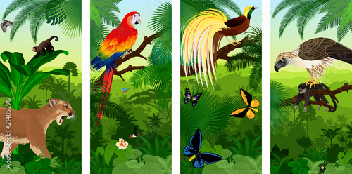 Vector Jungle rainforest vertical baner with  Lesser Bird of Paradisea,puma cougart,  parrot red scarlet macaw arae , hummingbirds, birdwing butterflies and  philippine Eagle with monkey photo