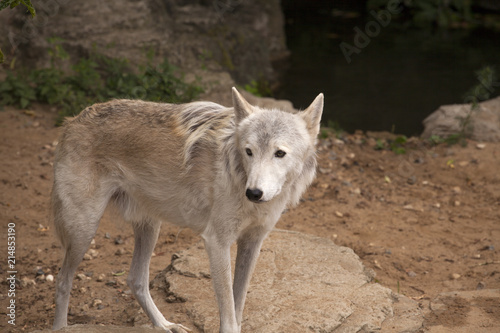 Grey wolf in safari park photo