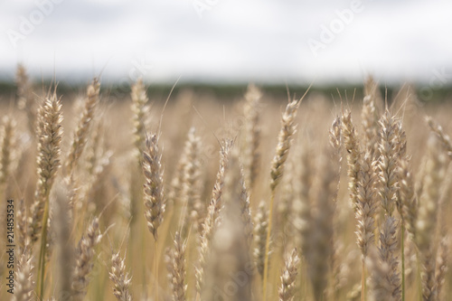 wheat field in the country wind
