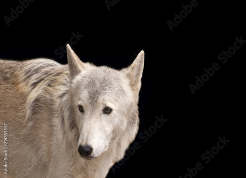 Grey wolf isolated on black