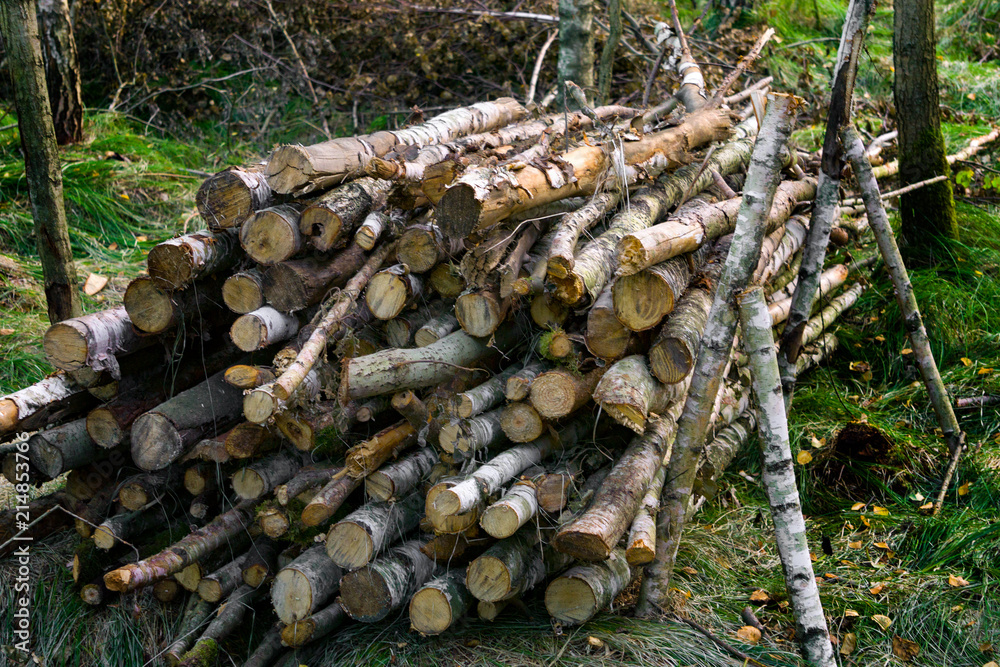 logs in the summer forest, deforestation, destruction of the forest, firewood logs in the summer forest, deforestation, destruction of the forest, firewood