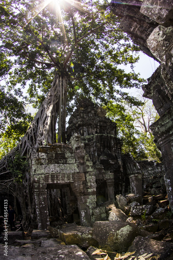 Beautiful temple, trees, monks, ruins at Angkor Wat Cambodia