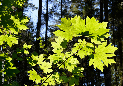 Green Maple Leaf Tree Leaves in Canada Forest