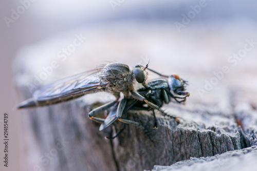 Macro photo of a cannibalistic fly eating another fly