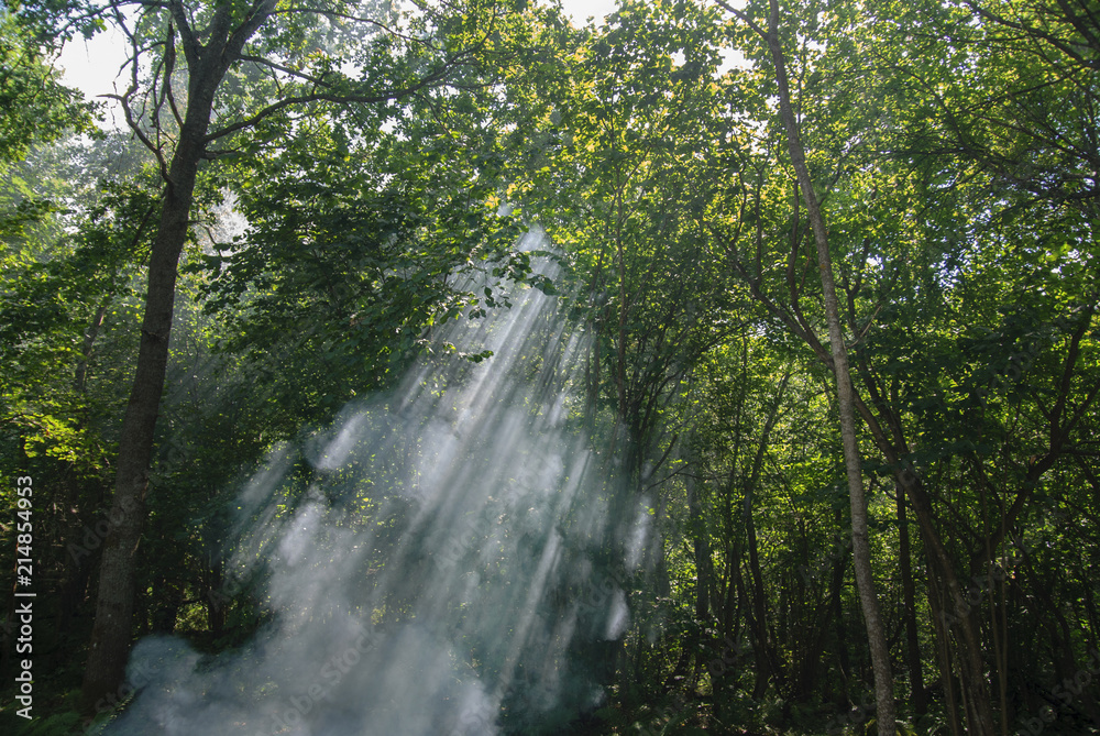 Naklejka premium Sun Rays in the Green Forest 