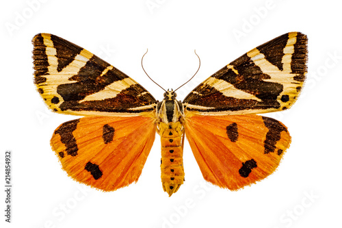 Euplagia quadripunctaria on a white background photo