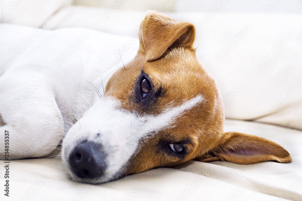 Jack Russell's head on a leather sofa