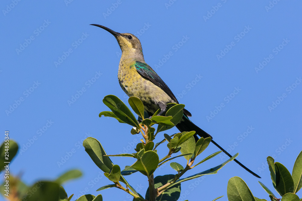 Close up image of a Malachite Sunbird feeding on flying ants in the Western Cape of South Africa Close up image of a Malachite Sunbird feeding on flying ants in the Western Cape of South Africa