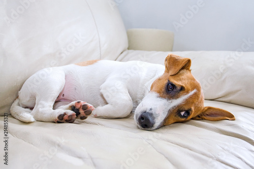 Jack Russell's puppy is lying on a leather couch