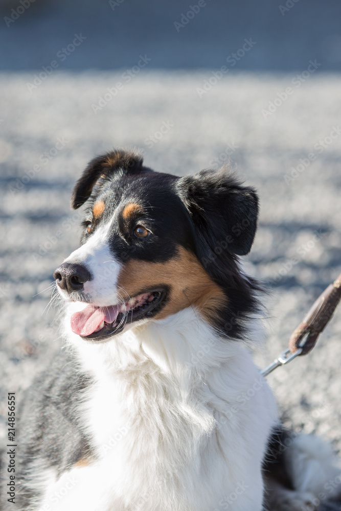 Portrait of a border collie dog living in belgium Portrait of a border collie dog living in belgium