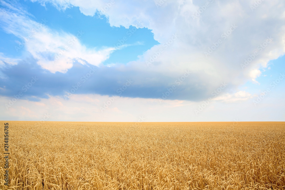 Wheat grain field on sunny day. Cereal farming Wheat grain field on sunny day. Cereal farming