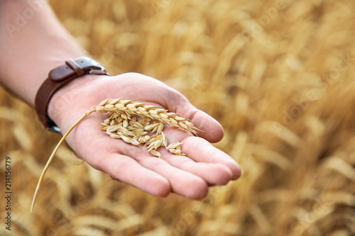 Young man with wheat grains in field, closeup. Cereal farming