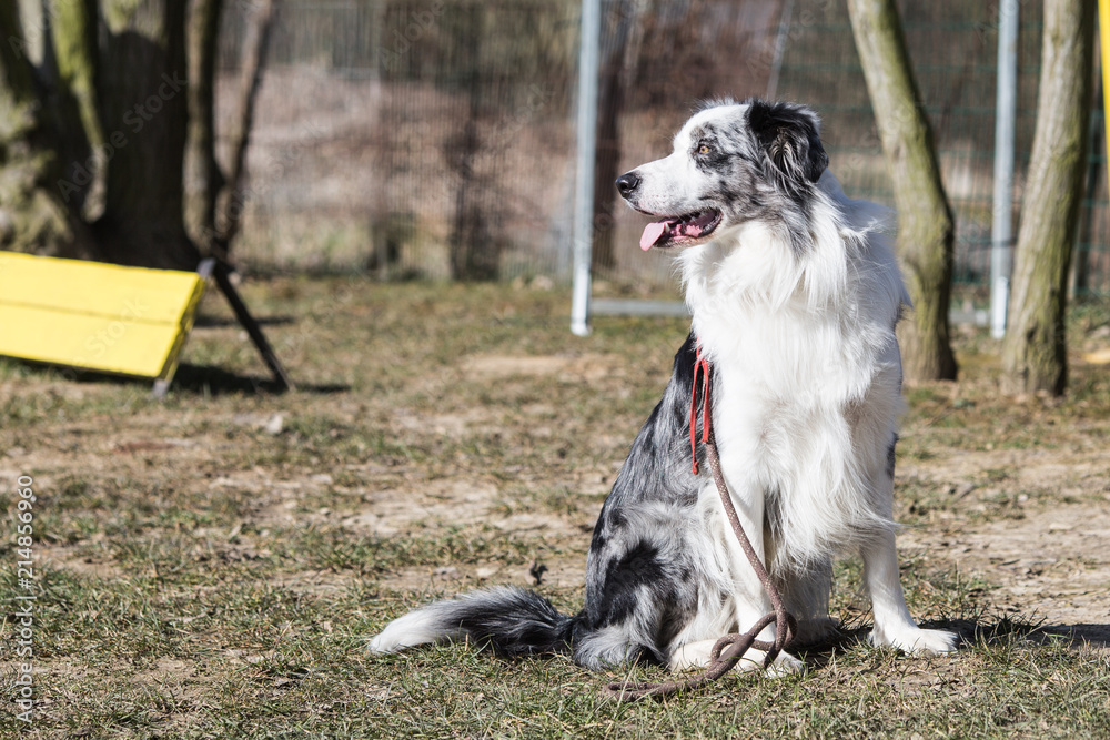 Portrait of a border collie dog living in belgium Portrait of a border collie dog living in belgium