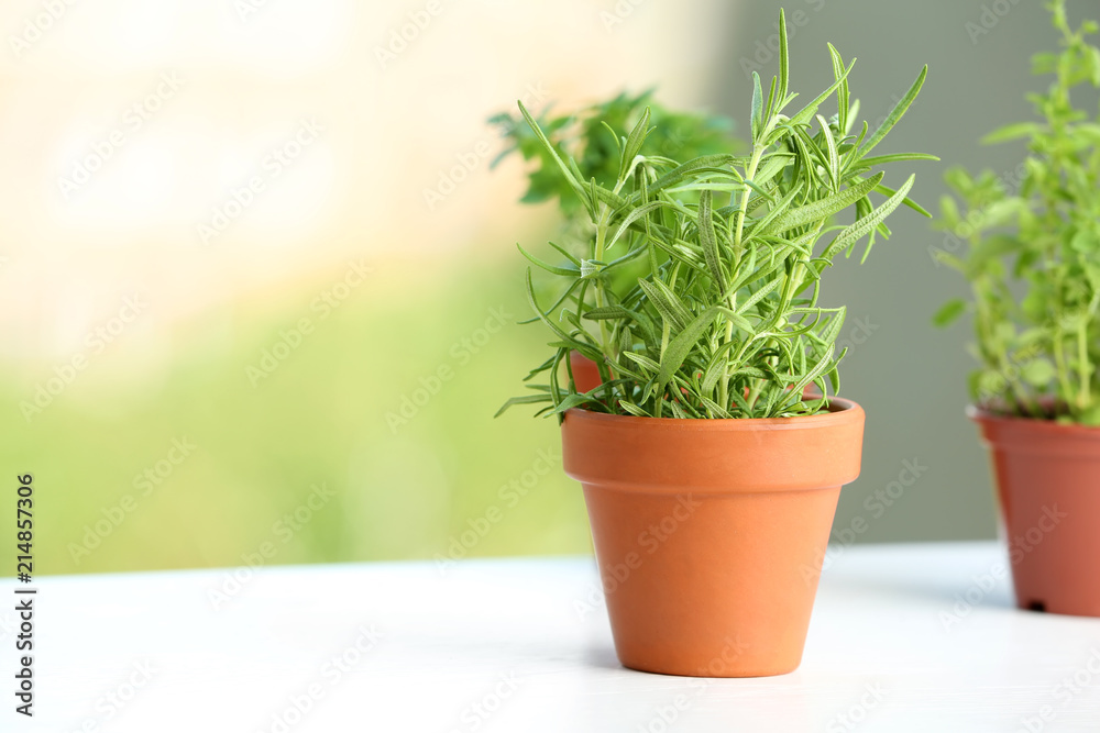 Fototapeta premium Pot with fresh rosemary on table against blurred background