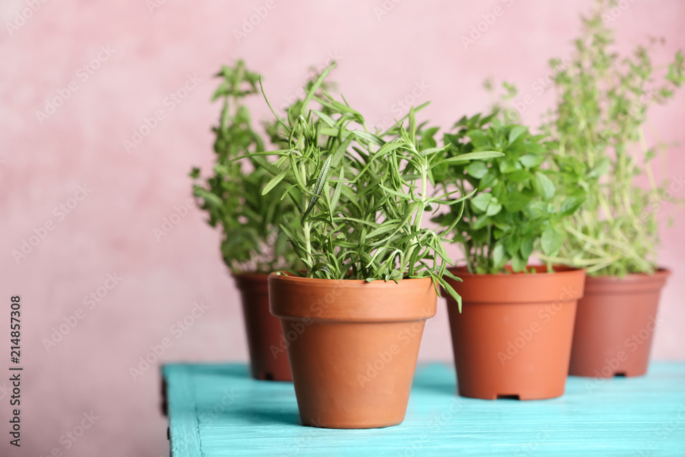 Pots with fresh rosemary on table against color background
