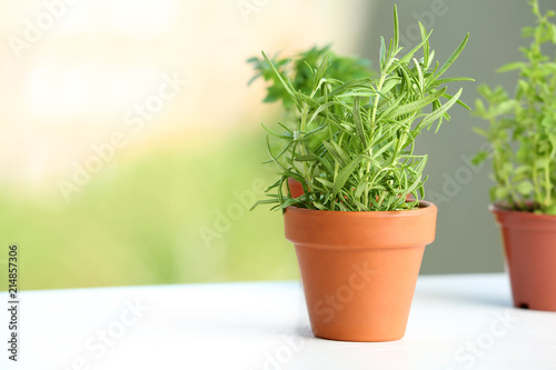 Pot with fresh rosemary on table against blurred background