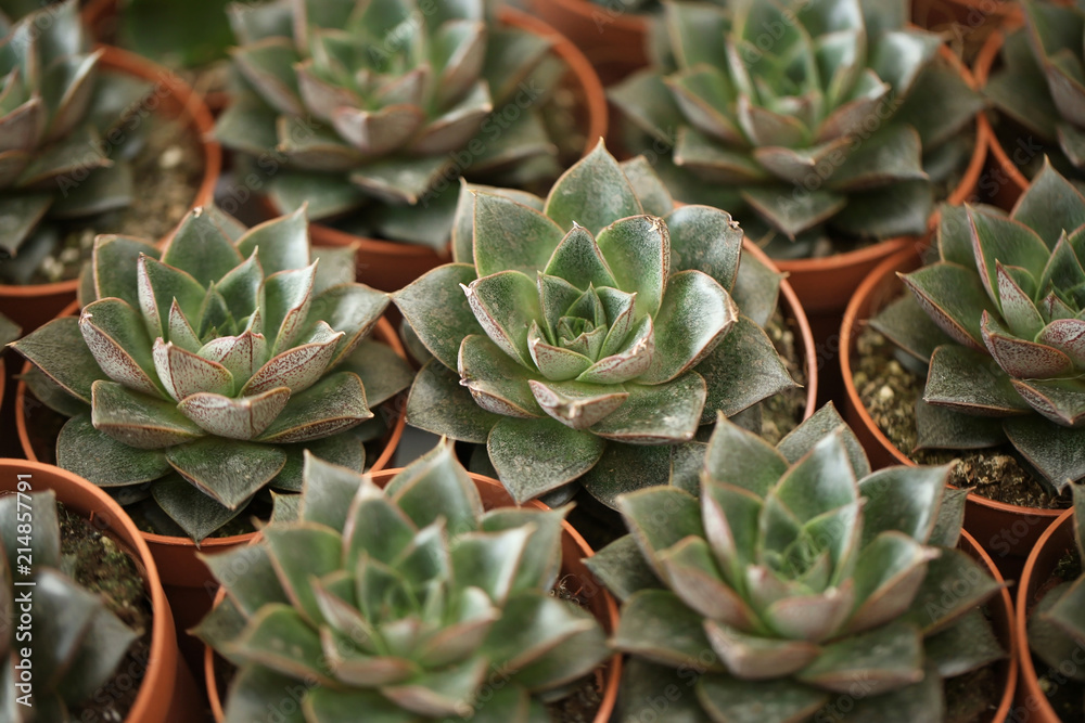 Beautiful echeverias in pots, closeup. Tropical flowers Beautiful echeverias in pots, closeup. Tropical flowers