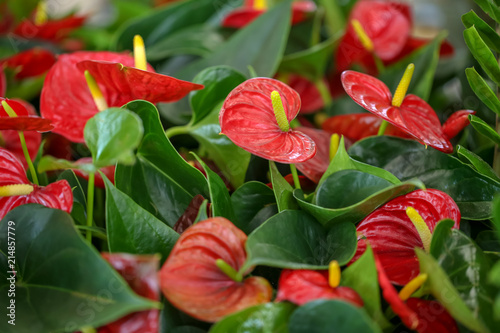 Blooming red anthurium flowers, closeup. Tropical plant