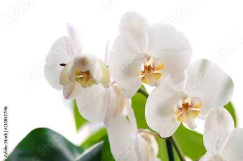Beautiful white orchid flowers on white background. Tropical plant