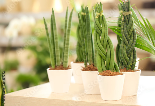 Pots with sansevieria plants on table. Tropical flowers photo