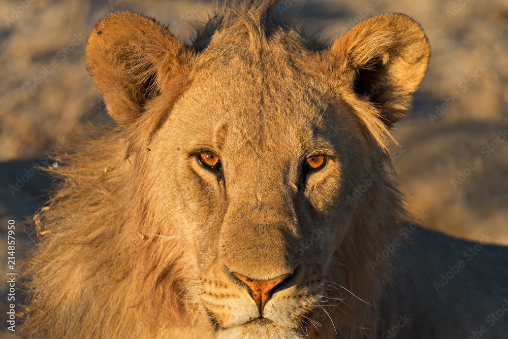 Young aggressive lion before sunset in Etosha National Park, Namibia Young aggressive lion before sunset in Etosha National Park, Namibia