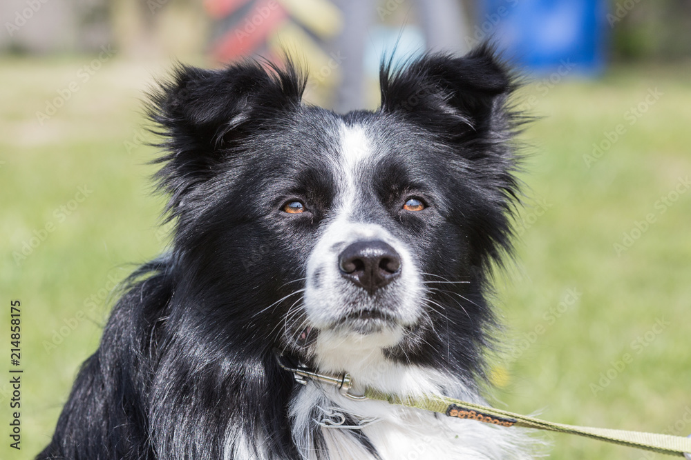 Portrait of a border collie dog living in belgium Portrait of a border collie dog living in belgium