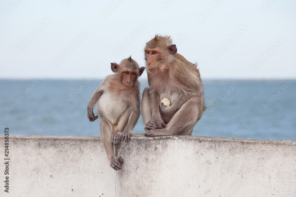 Naklejka premium 可愛いサル