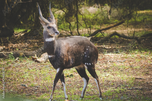 Close up image of a Bushbuck in the natural forests around the coastal town of Knysna in South Africa