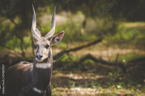Close up image of a Bushbuck in the natural forests around the coastal town of Knysna in South Africa