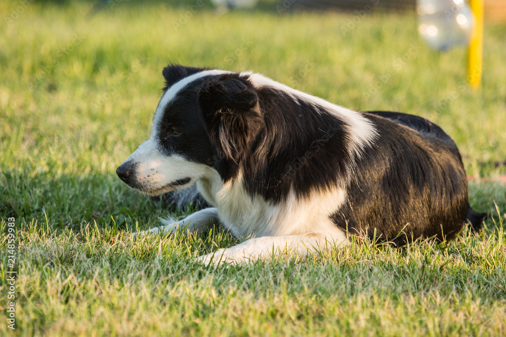 Portrait of a border collie dog living in belgium