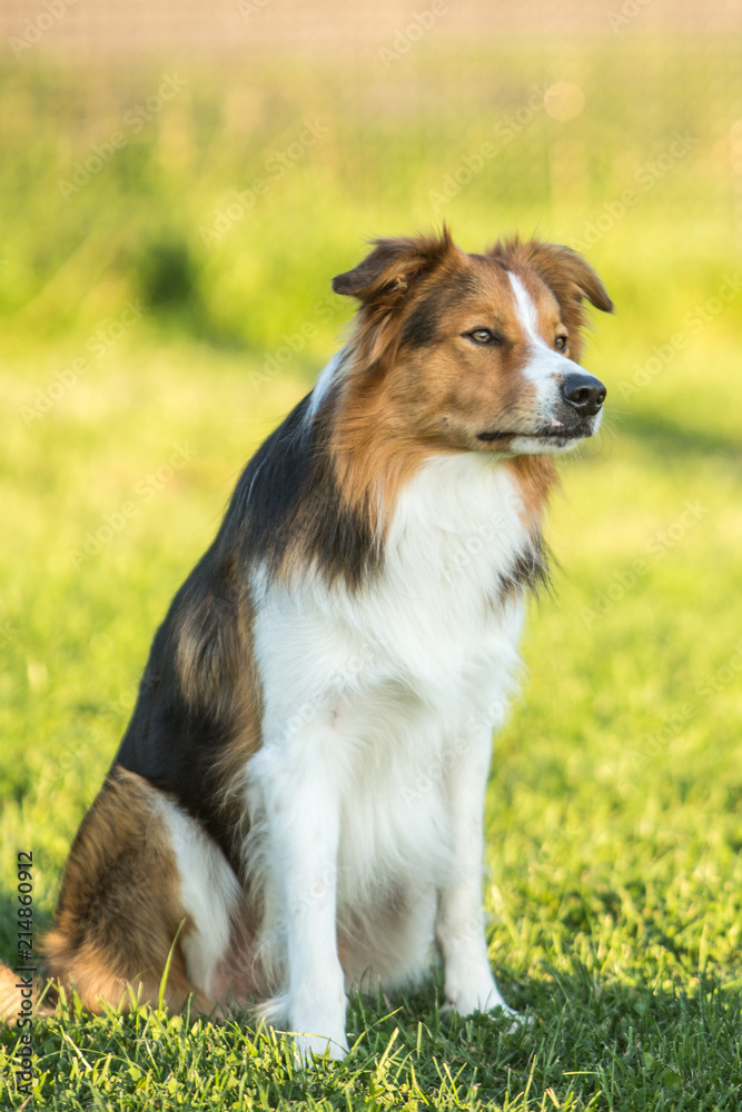 Portrait of a border collie dog living in belgium Portrait of a border collie dog living in belgium