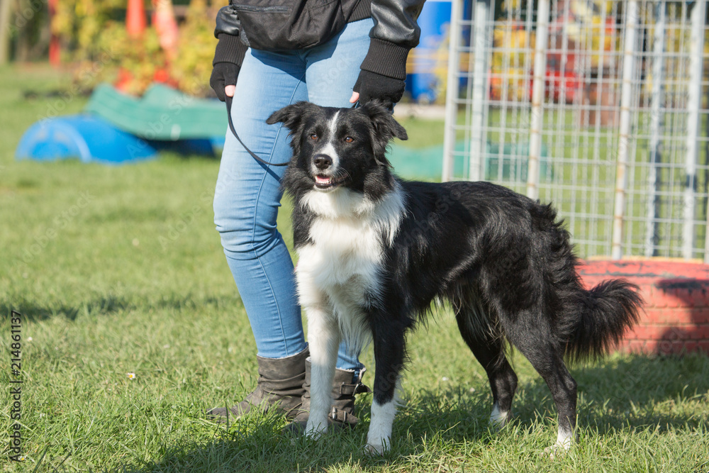 Portrait of a border collie dog living in belgium Portrait of a border collie dog living in belgium