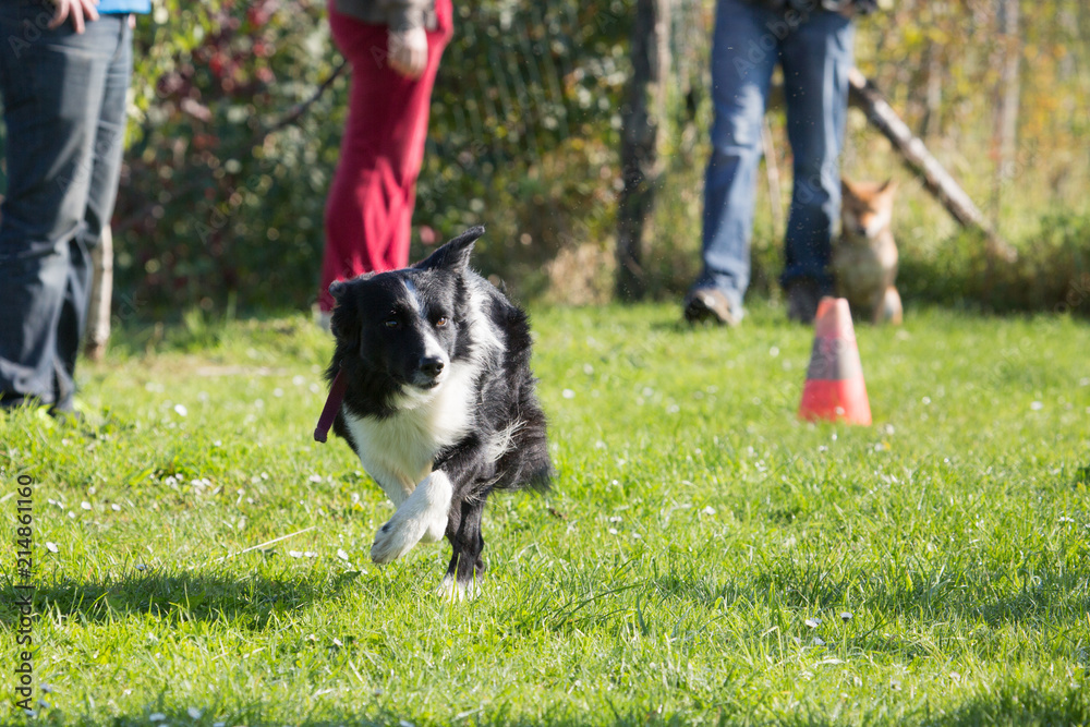 Portrait of a border collie dog living in belgium Portrait of a border collie dog living in belgium