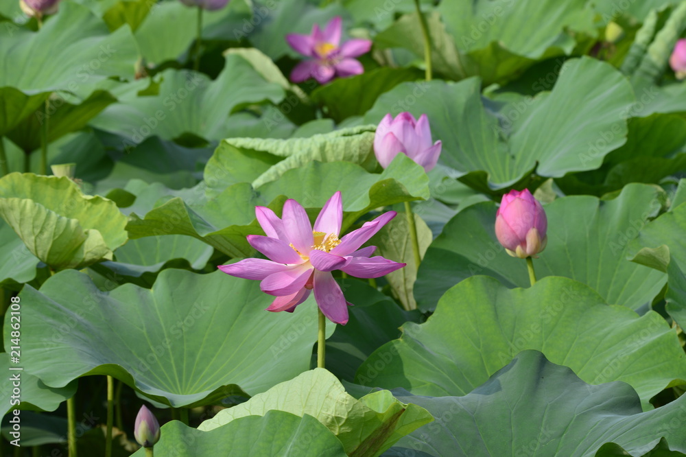Blooming lotus flowers in the park Blooming lotus flowers in the park