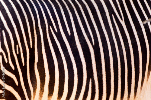 Grevy's Zebra Close-up