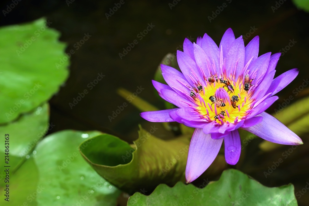 Beautiful lotus flowers in tropical Beautiful lotus flowers in tropical