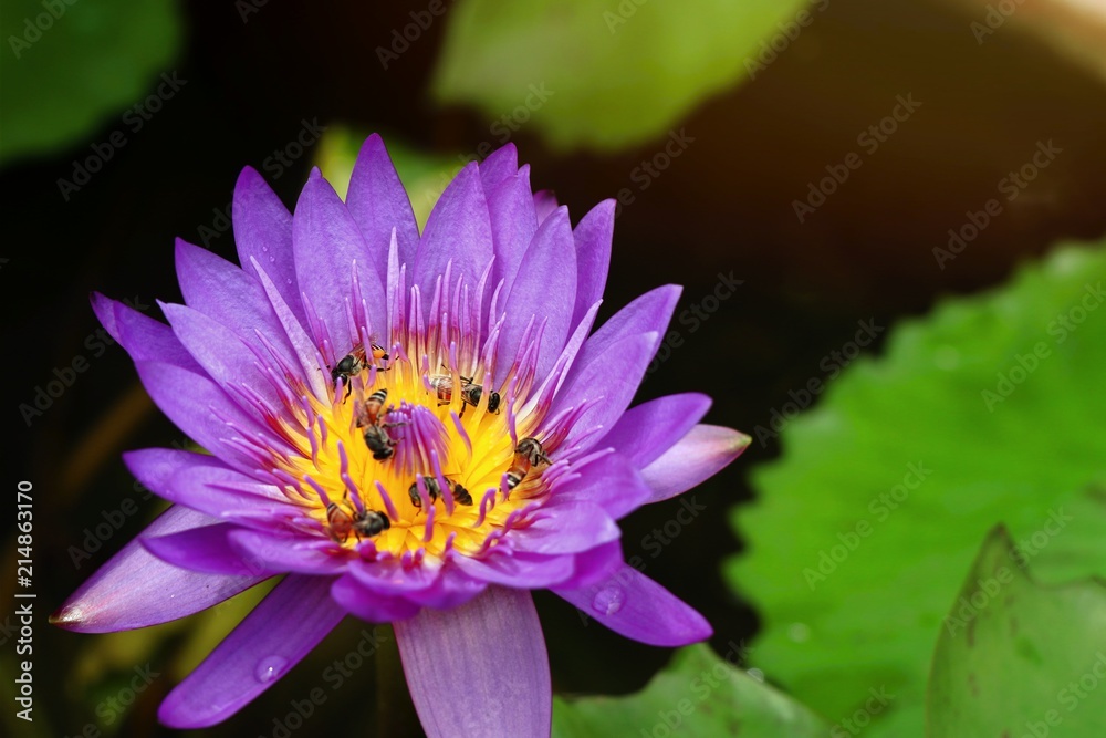 Beautiful lotus flowers in tropical Beautiful lotus flowers in tropical