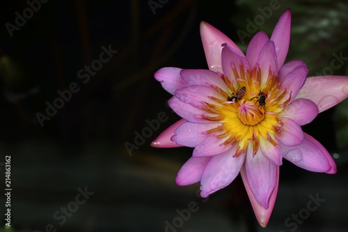 Beautiful lotus flowers in tropical