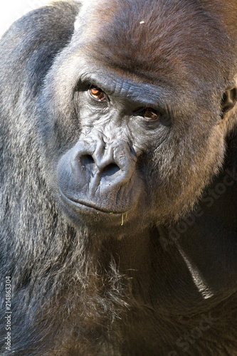 Western Lowland Gorilla © RMVera
