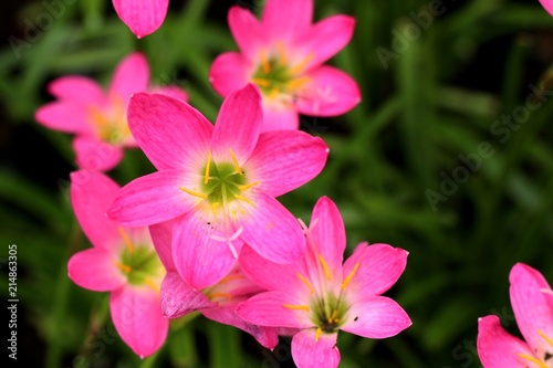 Beautiful pink rain lily