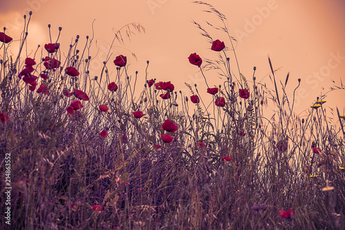 Fototapeta Naklejka Na Ścianę i Meble -  Red poppy flowers