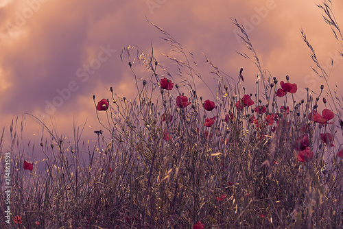 Red poppy flowers © Baronb