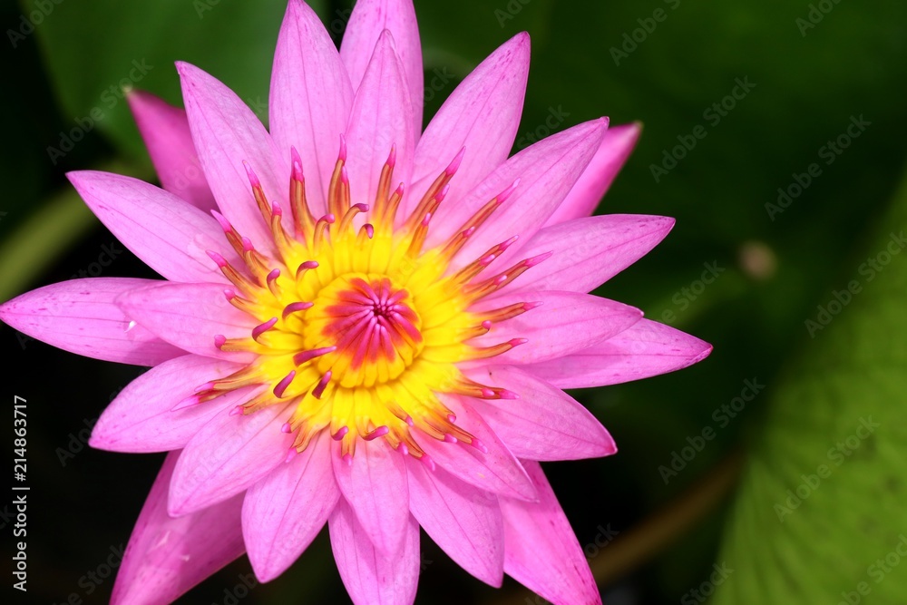 Beautiful lotus flowers in tropical Beautiful lotus flowers in tropical