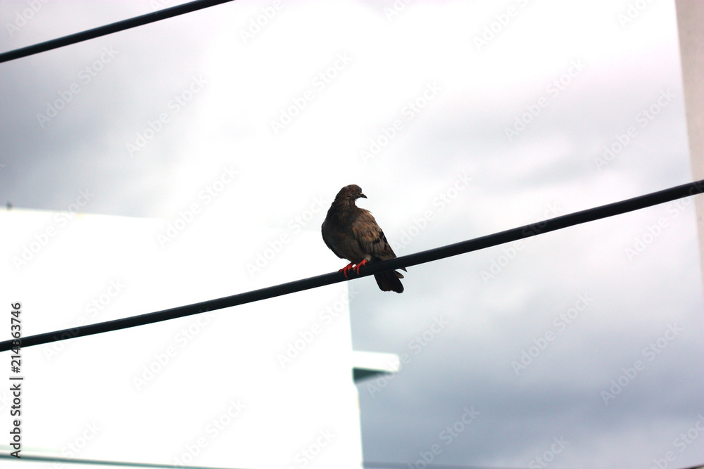 pigeon hang on the electric line looking left,cloudy sky pigeon hang on the electric line looking left,cloudy sky